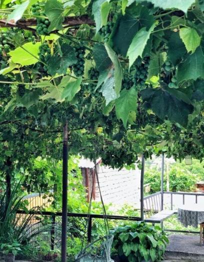 Achela'S Guesthouse Bordżomi Zewnętrze zdjęcie
